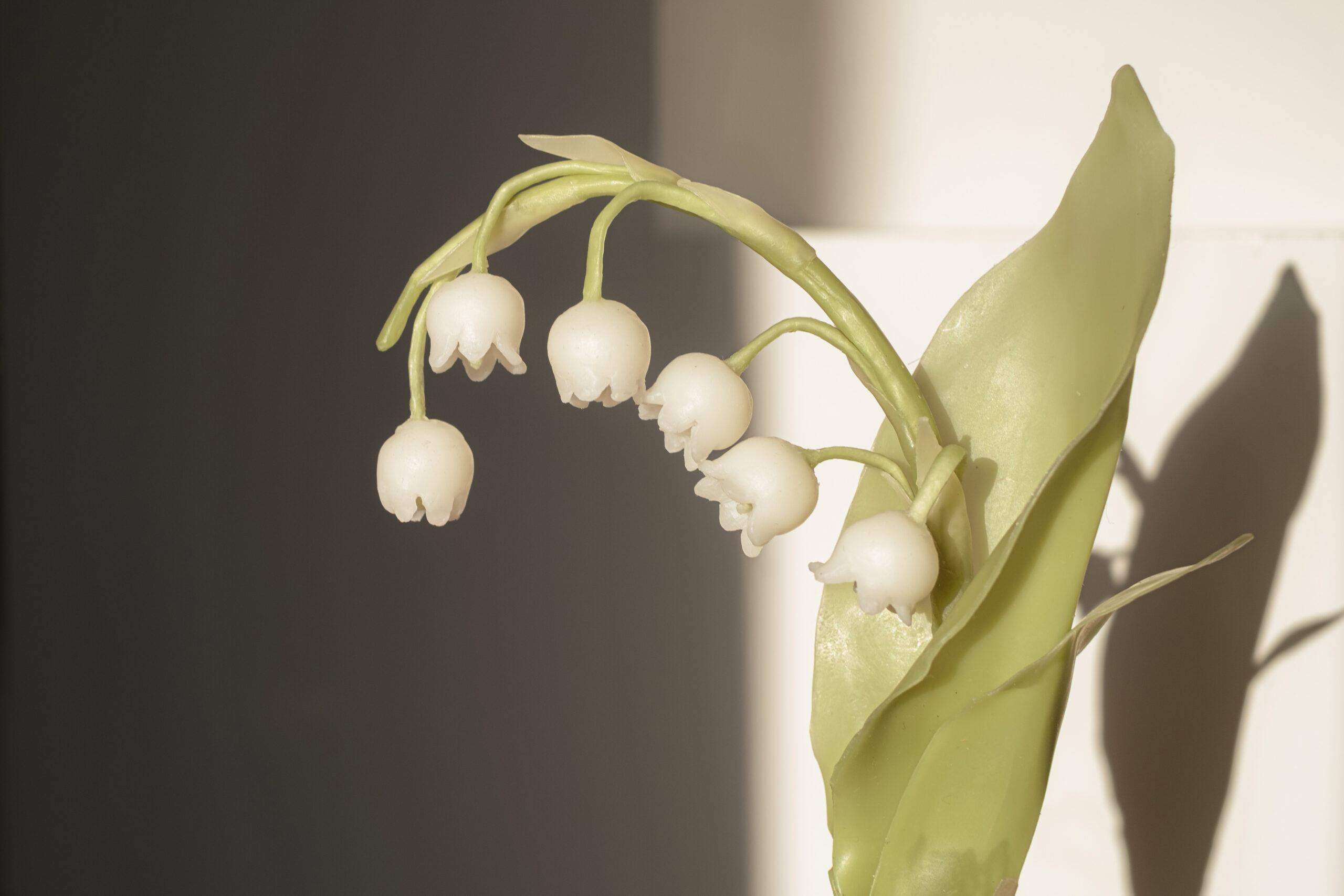 lily