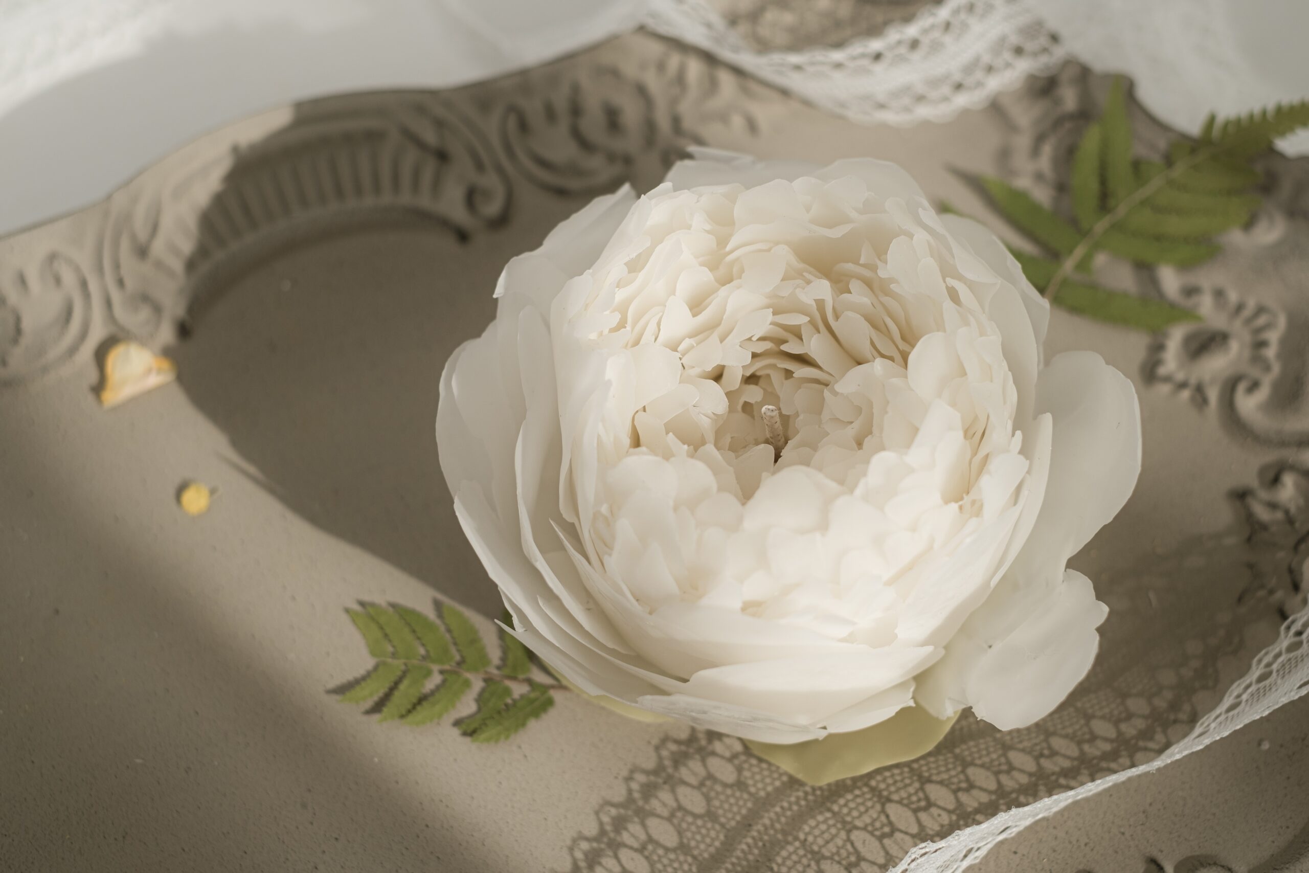 white peony 1