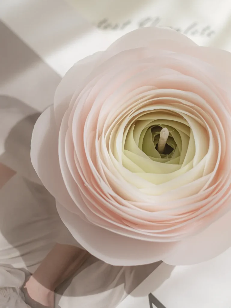 Ranunculus-pink