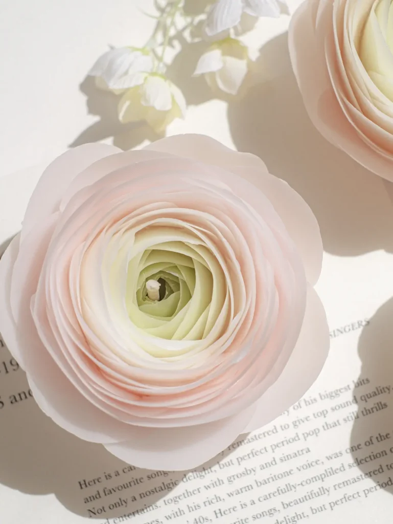 Ranunculus-pink