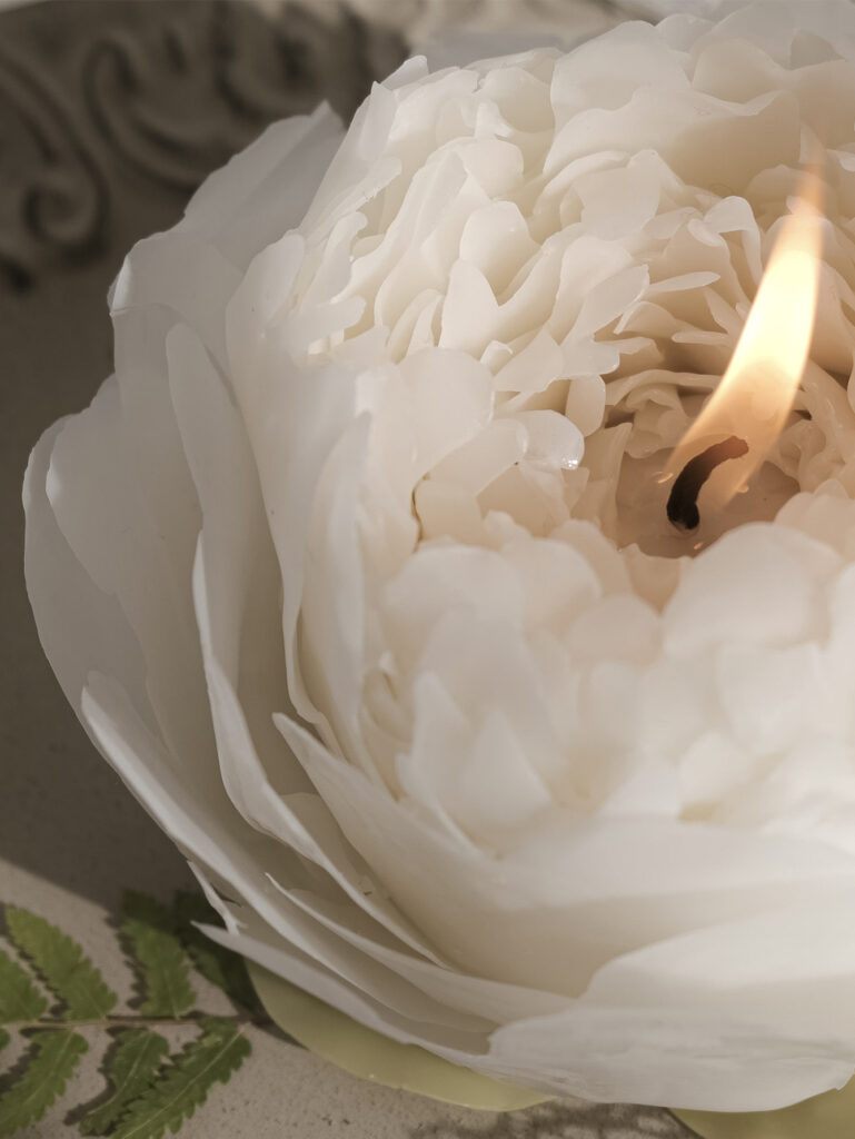 white peony detail